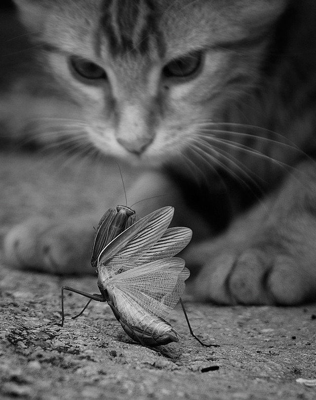 animal
