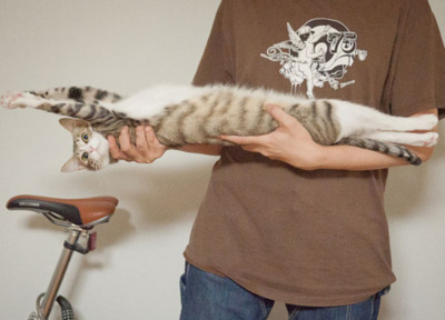 animal