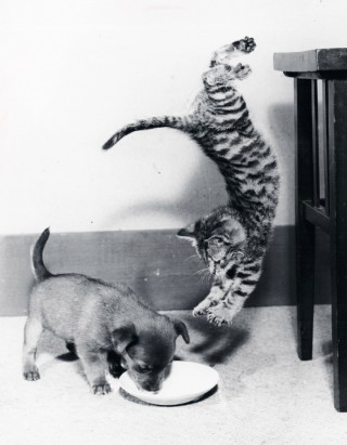 animal