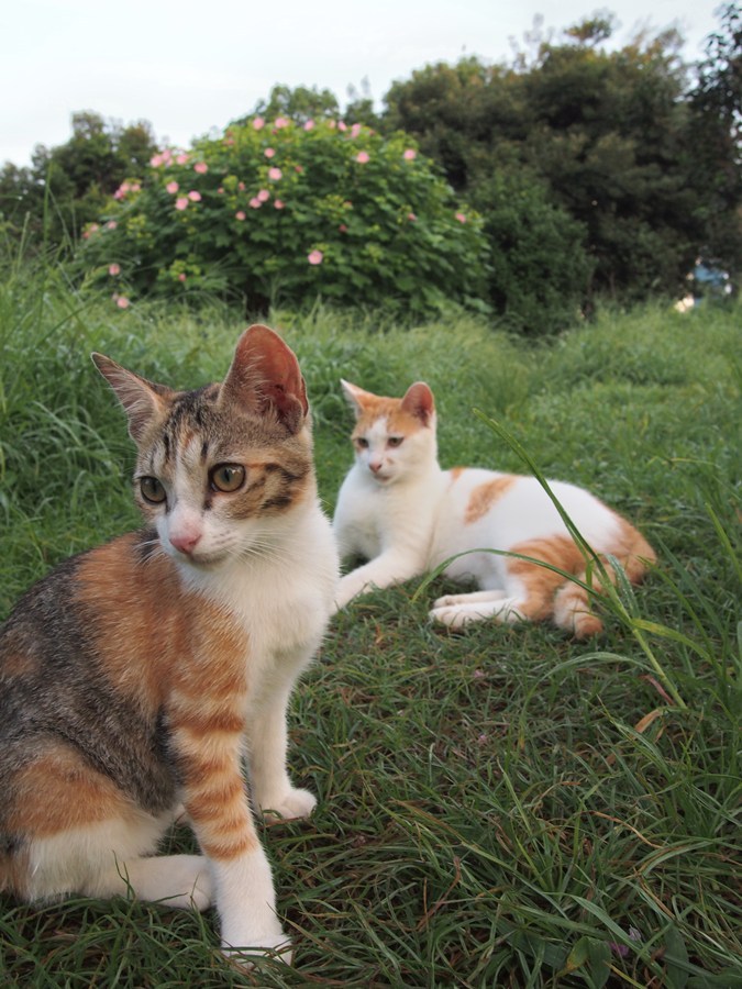 Bobtail japonais