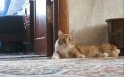 animal