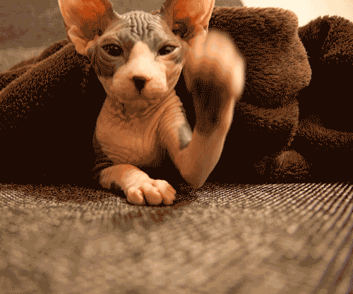 animal