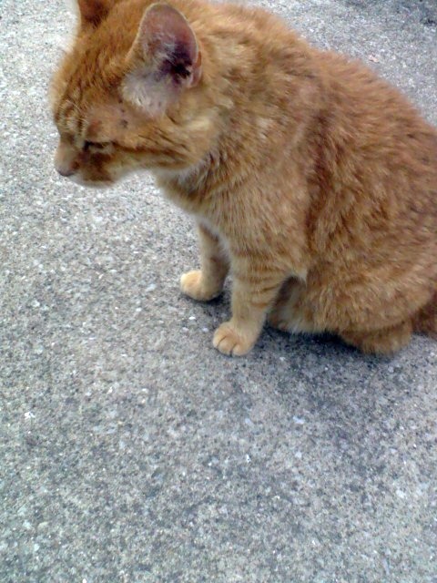 animal