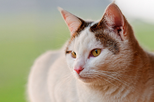 animal