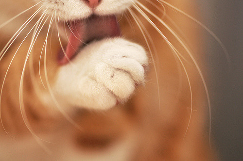A Random Cat