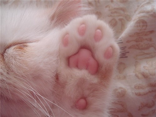 animal