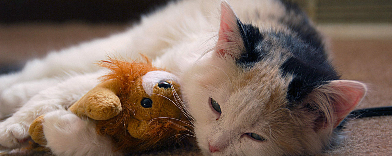 猫影像 4