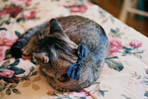 animal