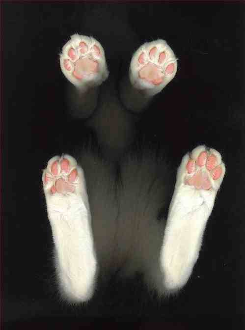 animal