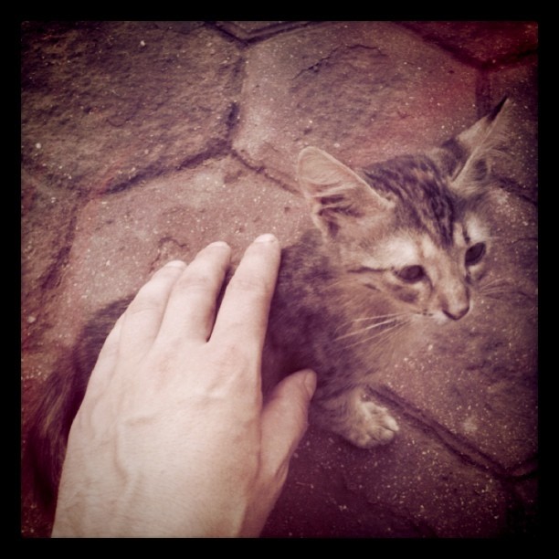 animal