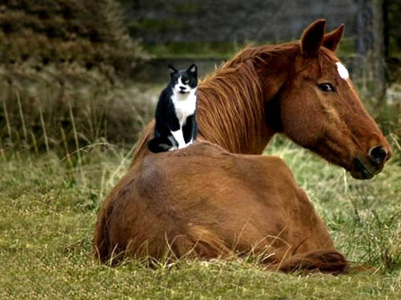 animal