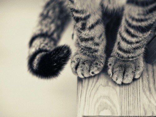 animal