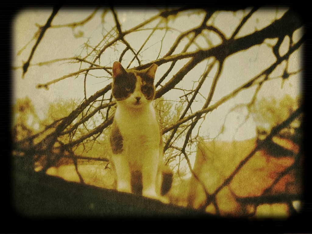 animal