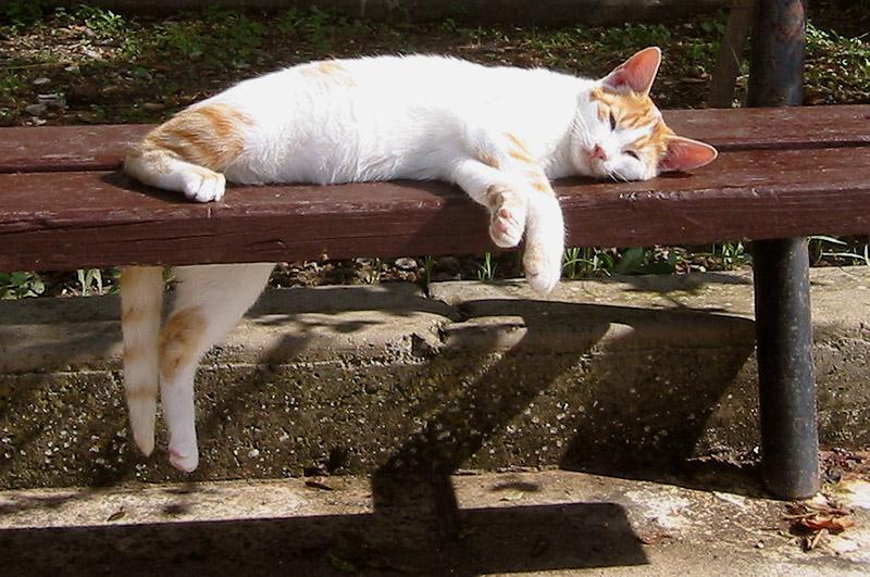Resident Cat