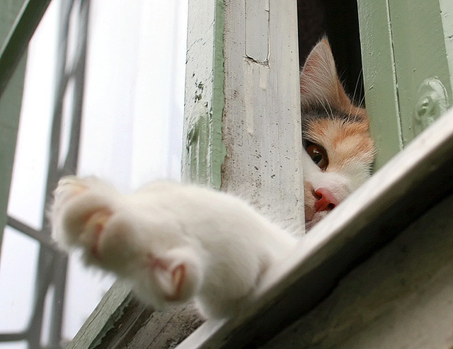 Cute Cat
