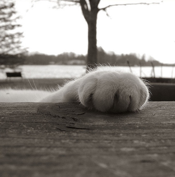 animal