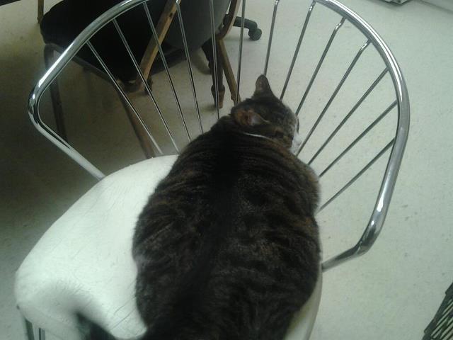 animal