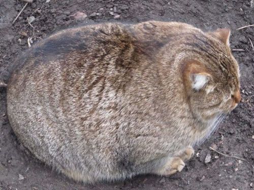 animal