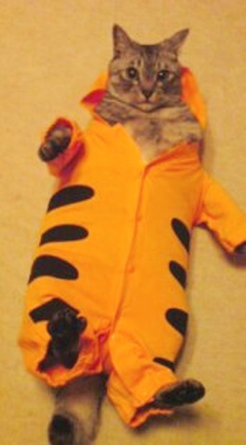 animal