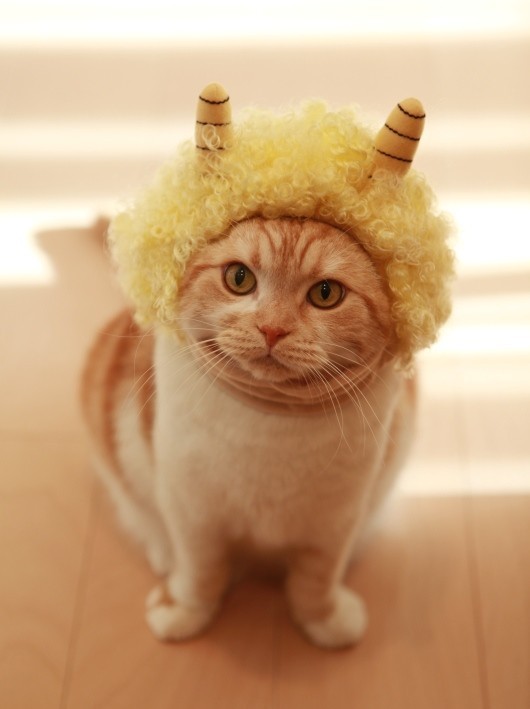 animal