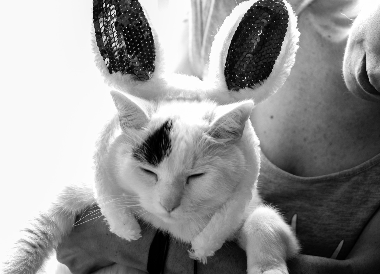 animal