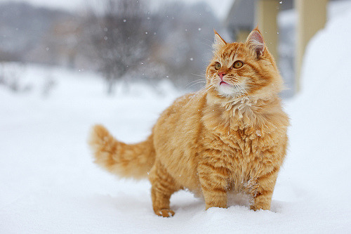 animal