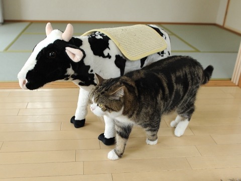 animal