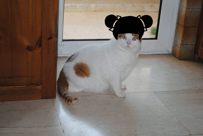 animal