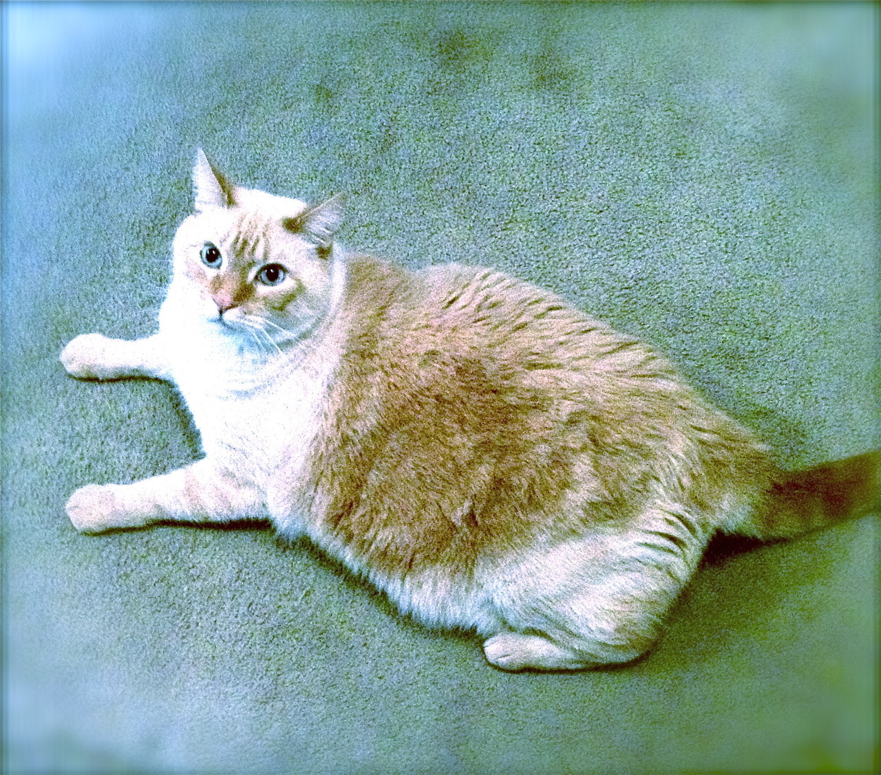 animal