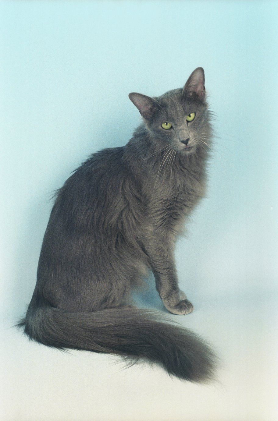 animal