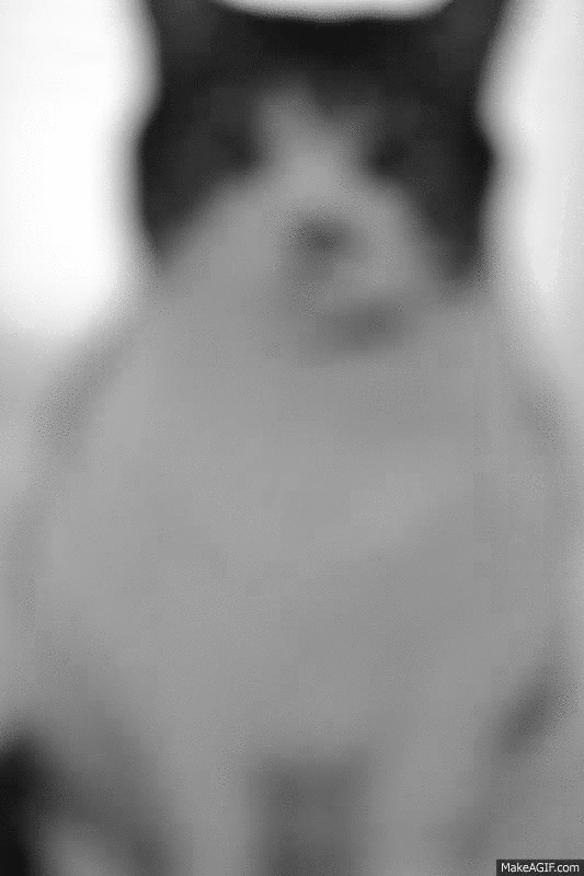 animal