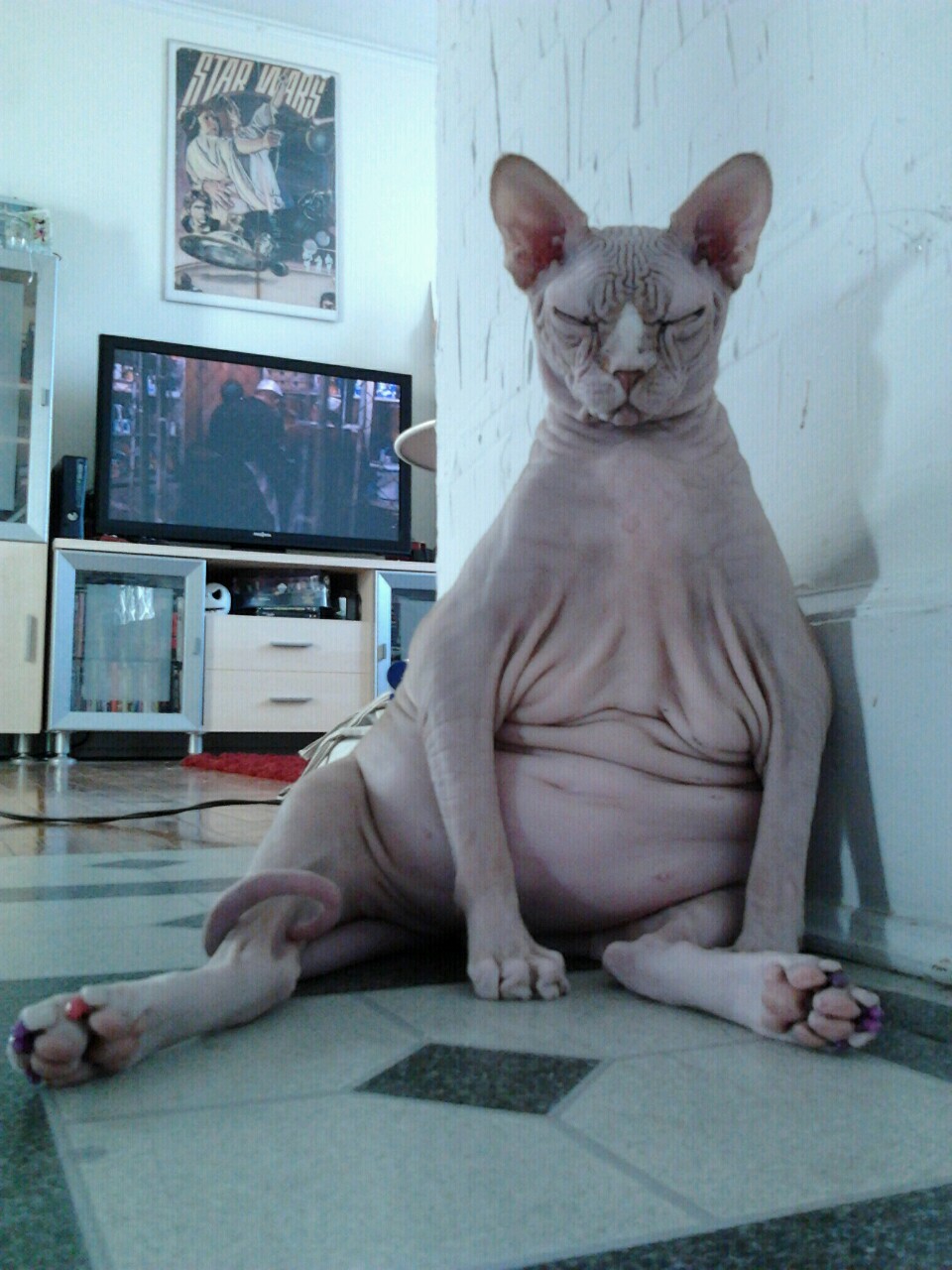 animal