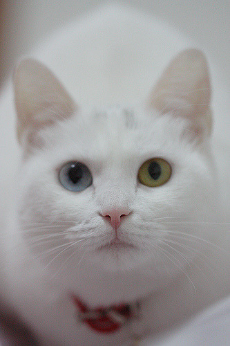Cute Cat