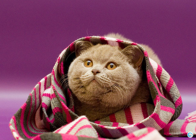 Cute Cat