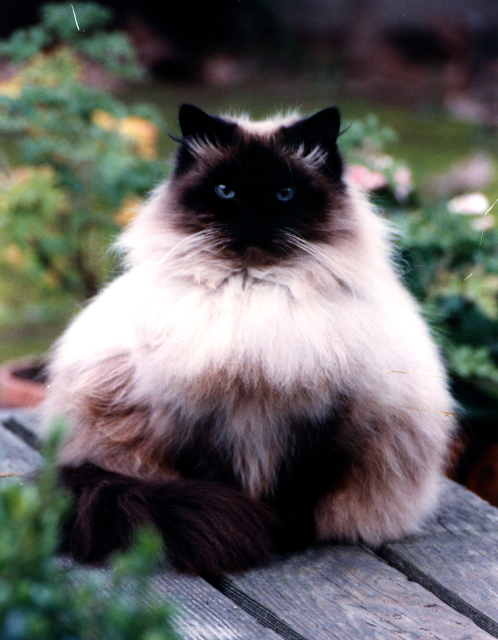 animal