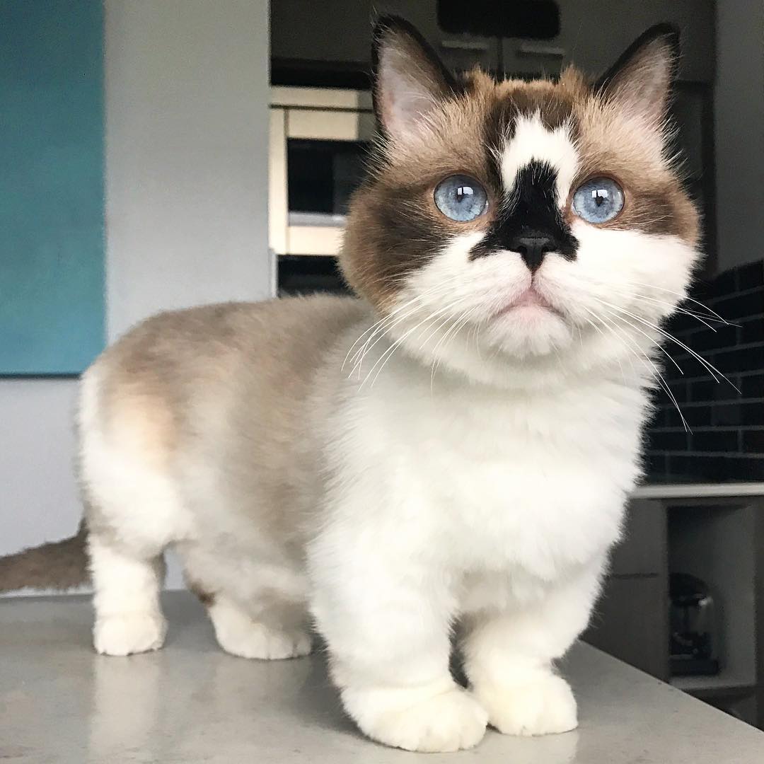 animal