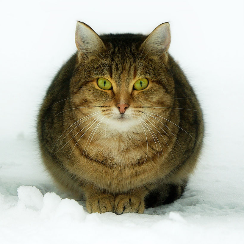 animal