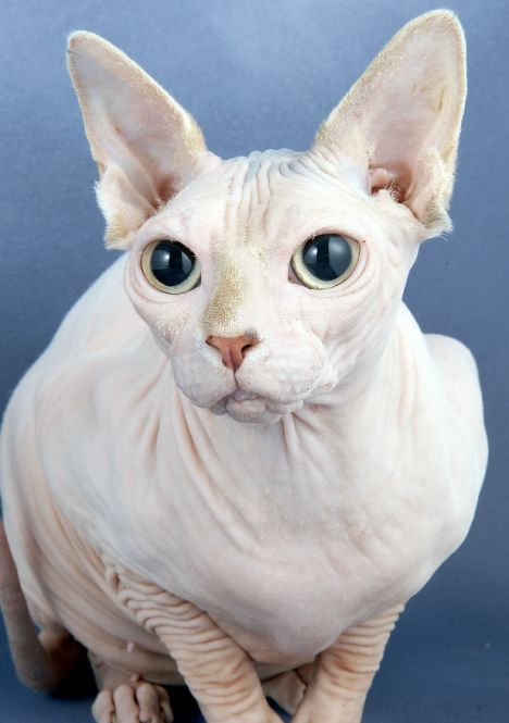 animal