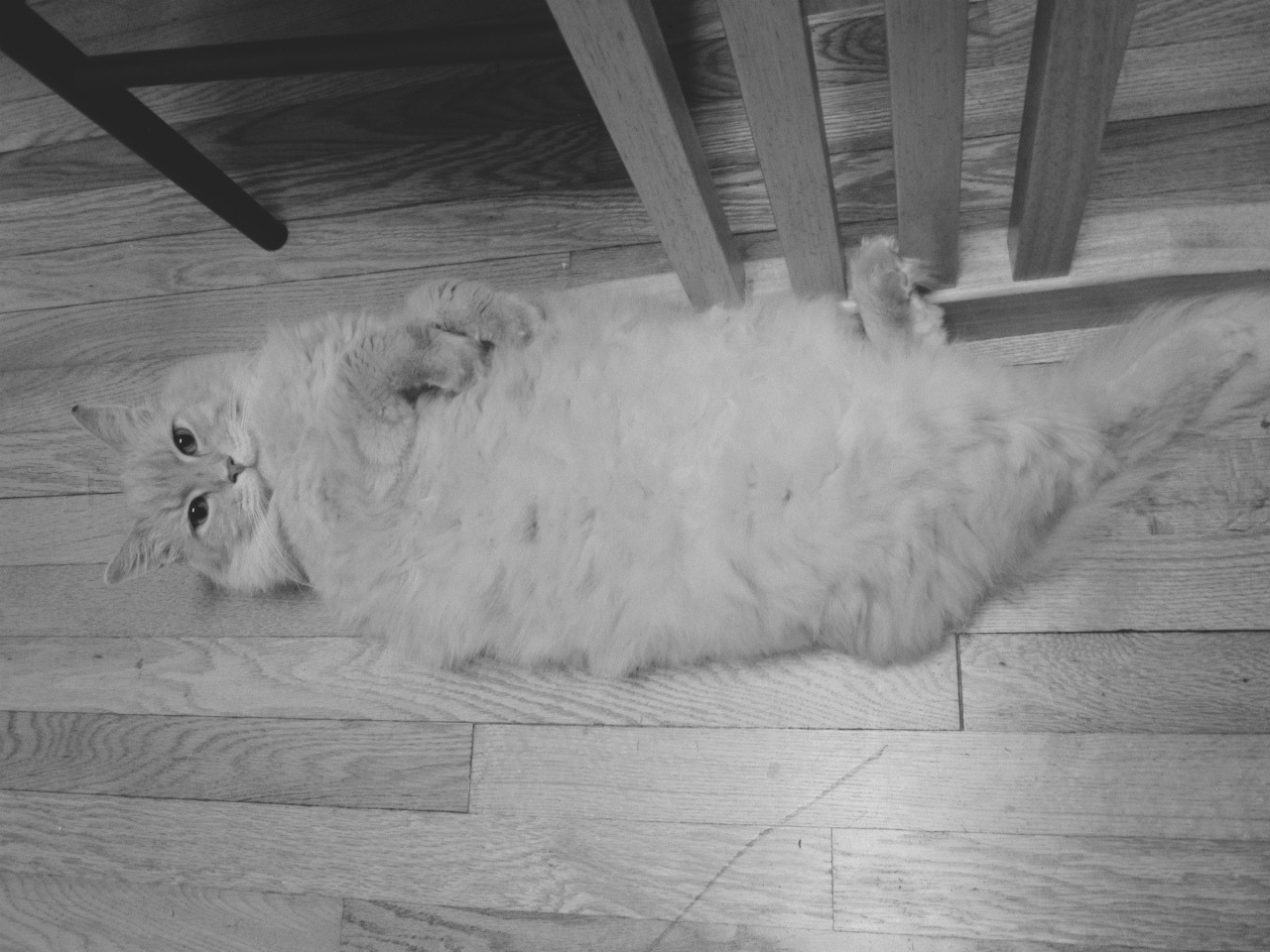 animal