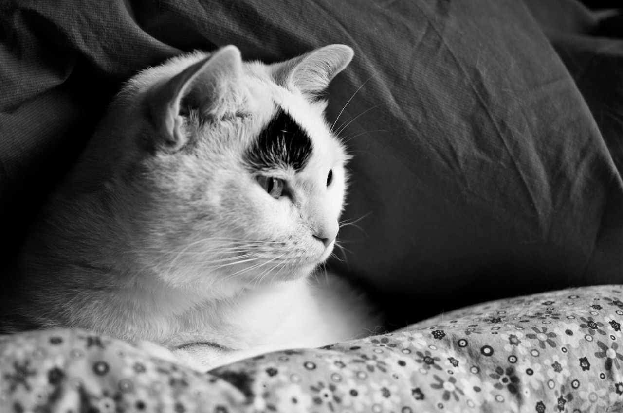 kedi yas mama