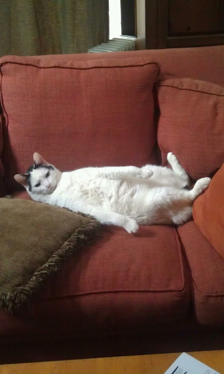 animal