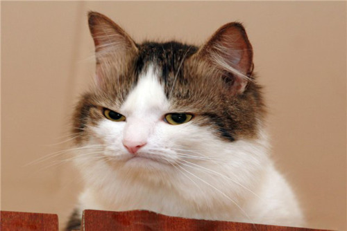 cute cat