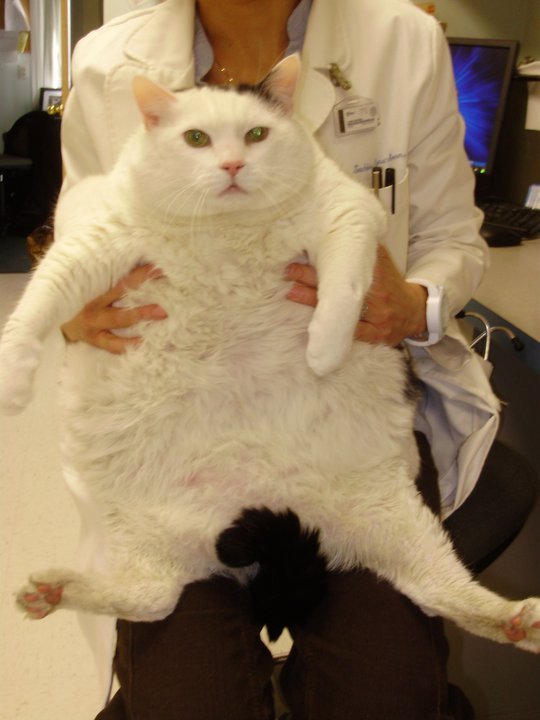 animal