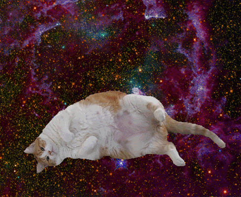 animal