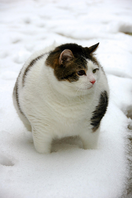 animal