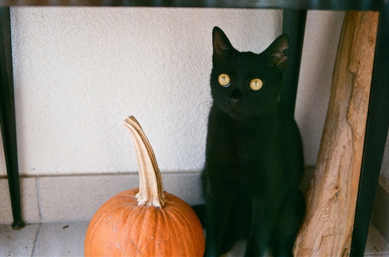animal