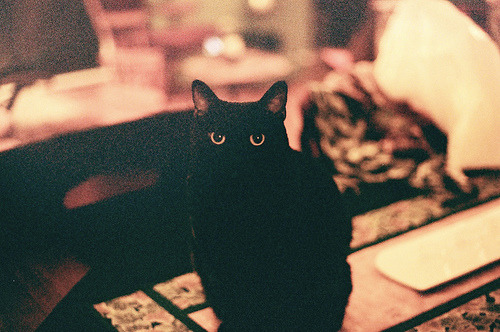 animal