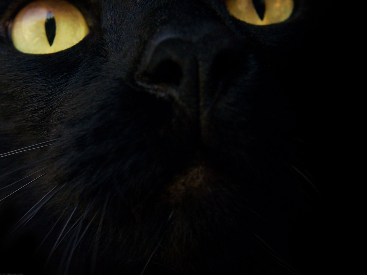 animal