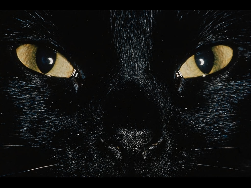 animal