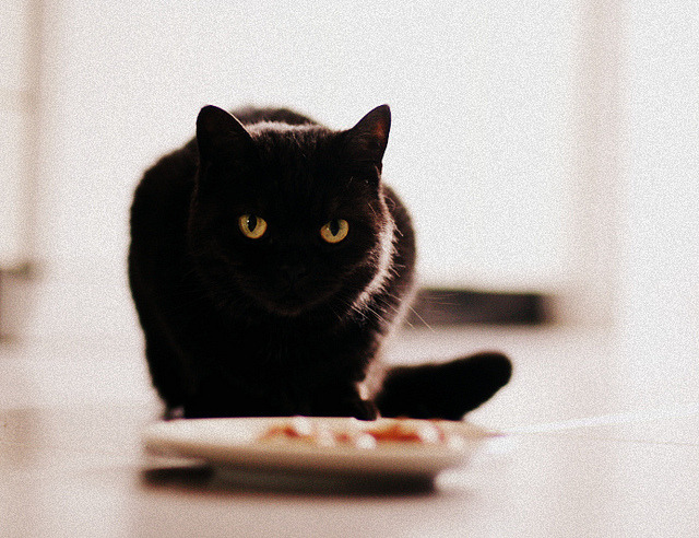 Random Cat